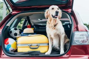 Consejos para viajar con tu mascota de forma segura